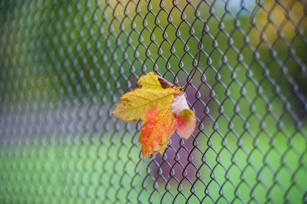 Sárga-narancssárga levél ragadt a kerítés hálójába — Stock Fotó