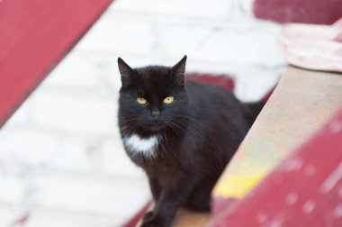 Kahverengi gözlü siyah kedi ve beyaz göğüsler.