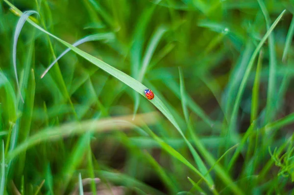 Ladybug is climbing up the green leaf up to the sun — Stock Photo, Image