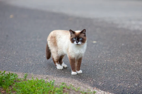 시암 고양이는 맛있는 것을 찾아 인도를 걷고 있다 — 스톡 사진