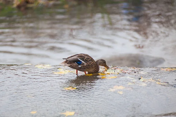 Ente schnappt sich die Blätter auf dem Wasser — Stockfoto