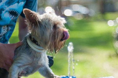 Köpek su içer. Sahibi susuzluktan köpeğe yardım eder.