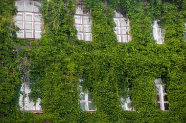 Bina yeşilliklerle kaplanmış. Doğa onu geri alıyor. Nesne çiçek açtı