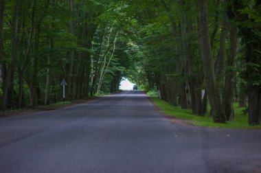 Kalın orman tüneli ve yol boyunca