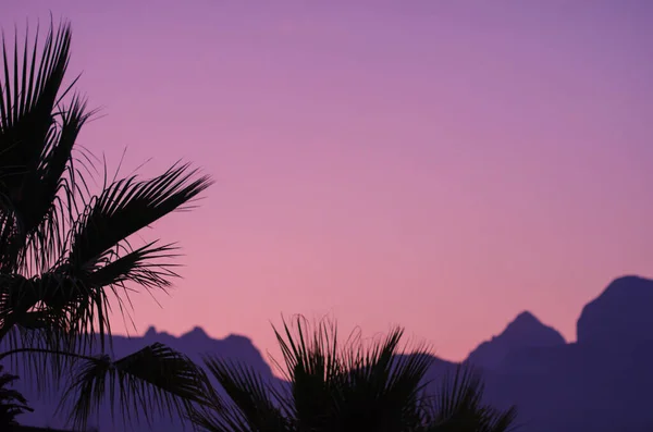 palm trees with mountains at sunset with fog casts a pink color