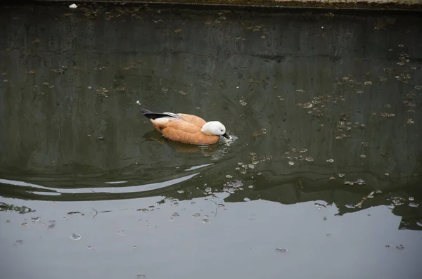 Καφέ πάπια υδρόβια πτηνά. Πορτοκαλί-καφέ φτέρωμα είναι χαρακτηριστικό, με το κεφάλι ελαφρύτερο στο χρώμα. — Φωτογραφία Αρχείου