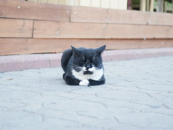black and white cat lies on the paving slabs. looking at the camera. long white mustache