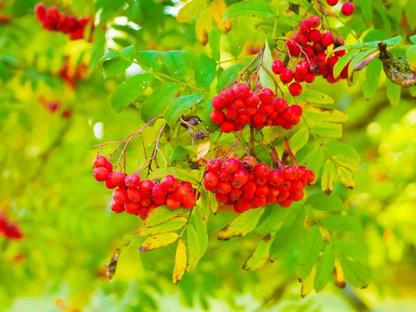 red mountain ash close-up. Branches with vibrant red and orange ripe mountain ash close up. Rich harvest of mountain ash. Branches with bright red and orange ripe mountain ash.