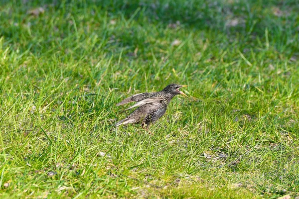 screaming starling. opened the beak. the covenant of their relatives. Screaming young starling. Starling screaming or screaming walking on grass