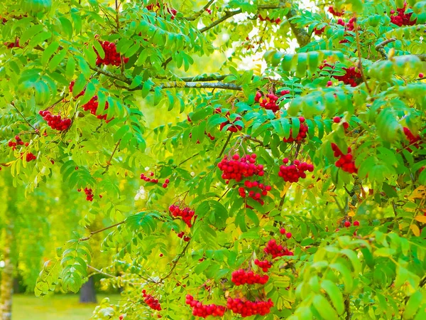 red mountain ash close-up. Branches with vibrant red and orange ripe mountain ash close up. Rich harvest of mountain ash. Branches with bright red and orange ripe mountain ash.