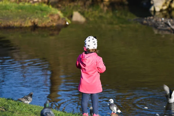 Mädchen füttert Vögel am See. kleines Mädchen füttert Wasservögel auf einem kleinen See. Küste im Herbstpark — Stockfoto