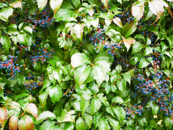 Sötét szőlő bokor. háttér, textúra a háttérben. szőlő a háttérben. Egy zöld levelekkel borított fal. Természetes háttér mászó növény. Függőleges kertészkedés — Stock Fotó