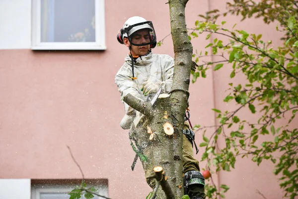 Un hombre está aserrando un árbol arriba. Las cuerdas que sostienen a una persona están aserrando un árbol. Un sofisticado sistema de cuerdas para apoyar a una persona que corta un árbol. Lugar para escribir. Red de seguridad . — Foto de Stock