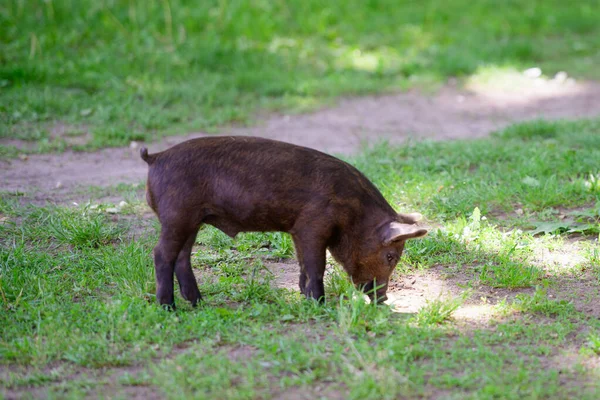 Malé tmavé prase. Roztomilé malé černé prase chodí po louži, jí trávu, miluje přírodu, vegu. Tmavé prase — Stock fotografie