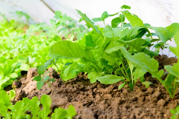 Cultiver des légumes dans une serre. la nourriture écologique. Madame est verte. chou aux oignons — Photo