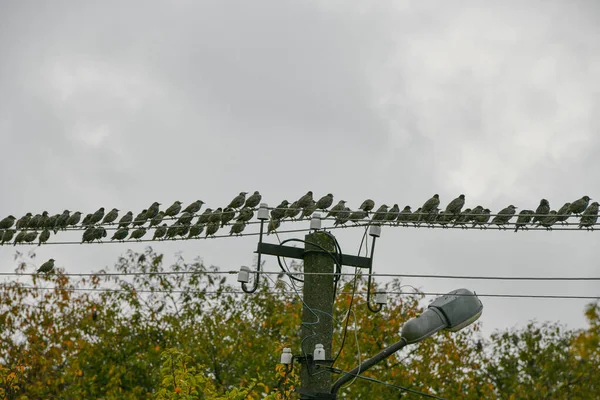 En flock starar sitter. En flock starar, som sitter på tråden — Stockfoto
