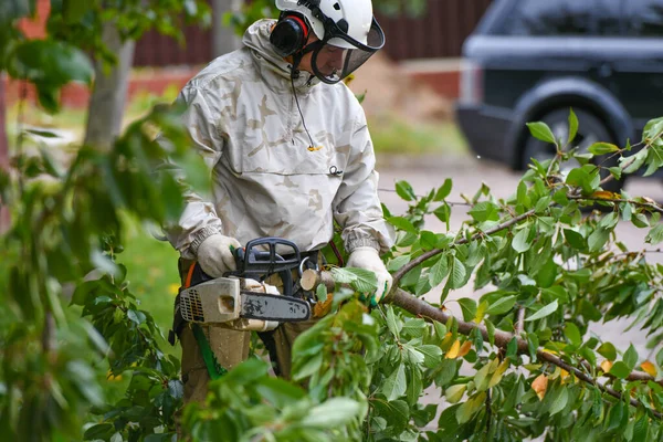 Un hombre está aserrando un árbol arriba. Las cuerdas que sostienen a una persona están aserrando un árbol. Un sofisticado sistema de cuerdas para apoyar a una persona que corta un árbol. Lugar para escribir. Red de seguridad . — Foto de Stock