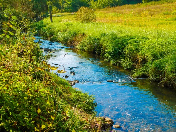 Blå bäckar på grönt gräs. blommande natur — Stockfoto