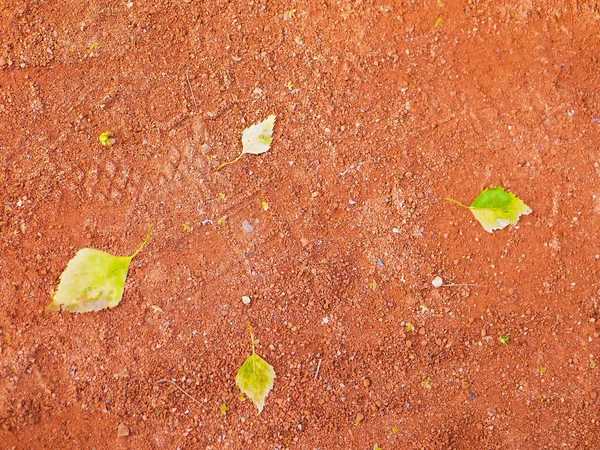 Зеленая листва на оранжевом фоне. летний фон. Яркие листья на абстрактном фоне. креативный дизайн макро — стоковое фото