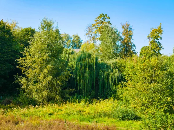 Зелені дерева на тлі блакитного неба. пейзаж природи — стокове фото