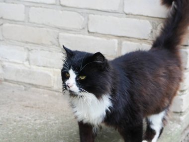 Terk edilmiş kedi. Konjonktiviti olan terk edilmiş, ağlayan bir kedi. Evsiz hayvanlar