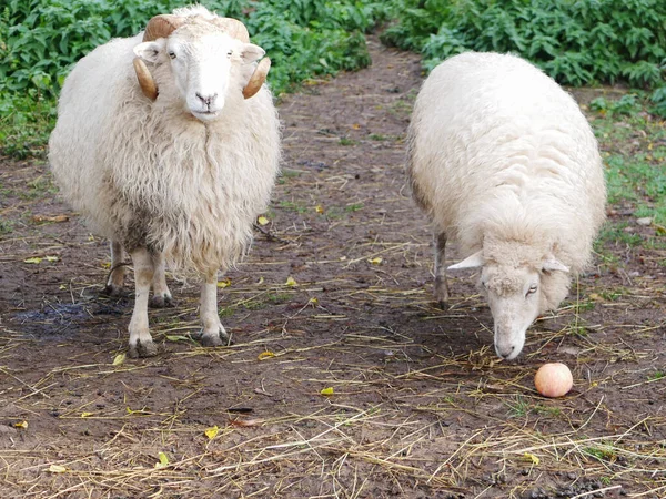 푸른 초원의 양 두 마리입니다. 양들은 애플을 먹고 있습니다. 집 양입니다. 농업. 풀밭에서 풀을 뜯는다. 양털깎는 법. — 스톡 사진
