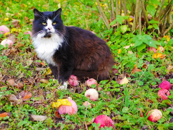 Gatto abbandonato. Gatto pianto abbandonato con congiuntivite. Animali senzatetto — Foto Stock