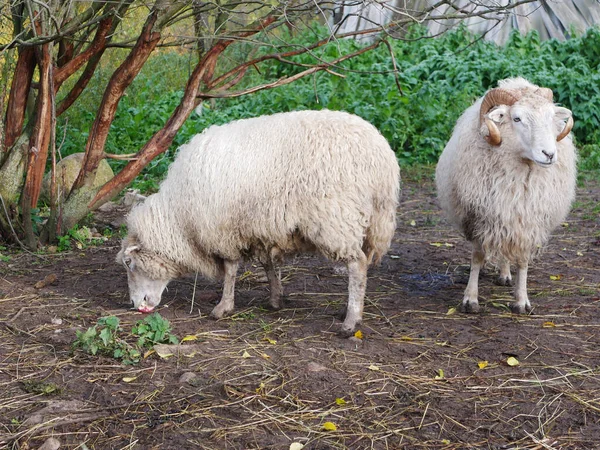 집 양입니다. 농업. 풀밭에서 풀을 뜯는다. 양털깎는 법. — 스톡 사진