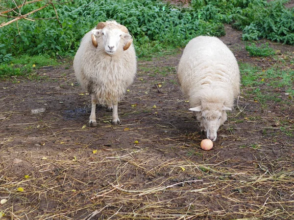 푸른 초원의 양 두 마리입니다. 양들은 애플을 먹고 있습니다. 집 양입니다. 농업. 풀밭에서 풀을 뜯는다. 양털깎는 법. — 스톡 사진