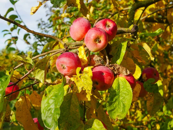 Rote Äpfel an einem Baum bei sonnigem Wetter. Obstbäume mit reifen roten Äpfeln auf der Plantage an einem sonnigen Sommertag. Bauernhof für den Anbau von Äpfeln. Glücksernten. köstliche hausgemachte Äpfel. Naturprodukt. — Stockfoto