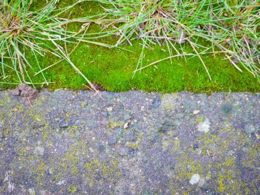Yosun kaplı taş levhalar. Geniş bir manzara. Yosun kayaları, yosun kaplı kaldırım taşları, insan doğasına karşı, güçlü doğa. 