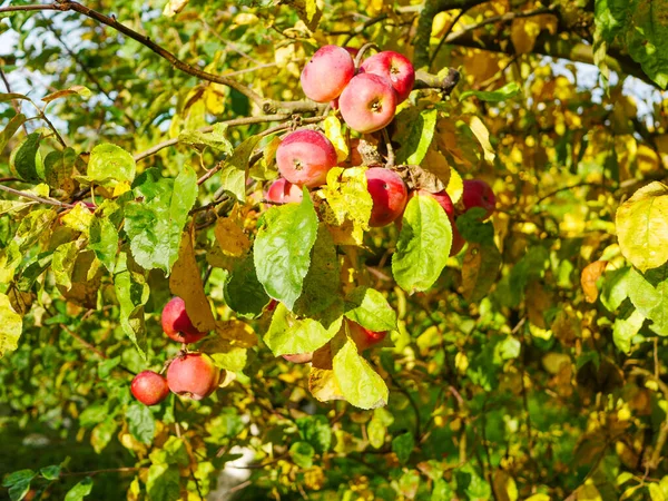 Red apples on a tree in sunny weather. Fruit trees with ripe red apples in the plantation on a sunny summer day. Farm for growing apples. Lucky harvests. Delicious homemade apples. Natural product.