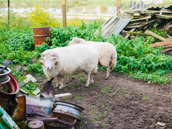 Animales en un vertedero. Las ovejas pastan en un vertedero. La única comida que una vaca recibe en un vertedero es basura. . — Foto de Stock