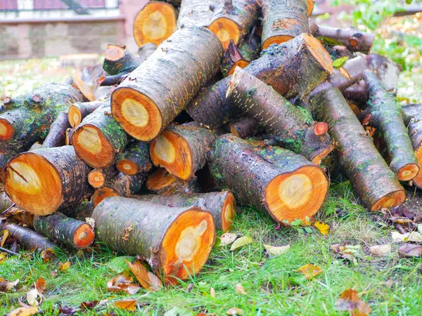 Toros de árvores recém-cortados. Corte troncos de pinheiro. Close-up. Firewood para o inverno. Buquê de muitos troncos frescos. Registos húmidos. Cor laranja corte — Fotografia de Stock