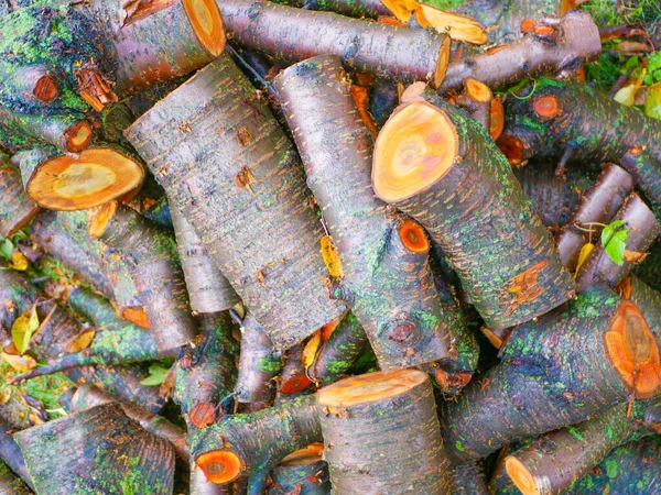 Toros de árvores recém-cortados. Corte troncos de pinheiro. Close-up. Firewood para o inverno. Buquê de muitos troncos frescos. Registos húmidos. Cor laranja corte — Fotografia de Stock