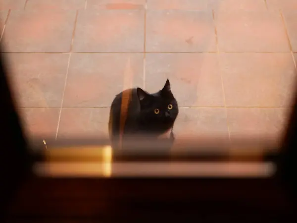 Macska az utcán az ajtó előtt. A macska hazakérdez. A macska az ajtó mellett ül. Az utcán. — Stock Fotó