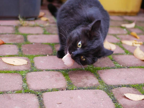 Schwarze Katze frisst im Freien. Katze frisst frisches Futter im Freien ein Stück Fleisch für Kata. — Stockfoto