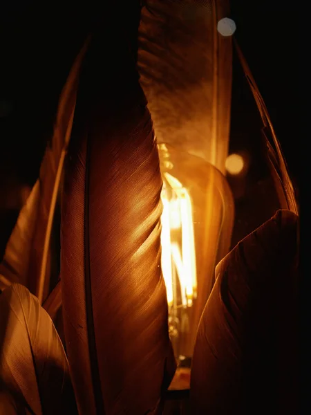 glowing feathers. close-up. in the dark yellow. gold feathers.
