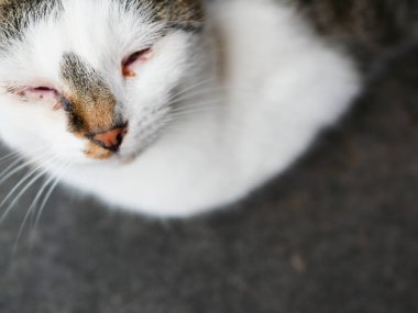 Terk edilmiş hasta kedi. Sorunlu gözlerle. Terk edilmiş kedi. Conjuctivitis ile terk edilmiş, ağlayan kedi.