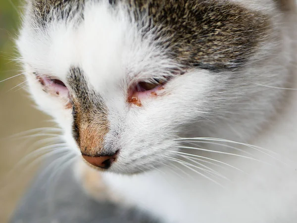 Ochi de pisică bolnavi. pisică alb-negru de colorat. Pisica are ochi dureroși. Abandonat şi bolnav. pisică pe stradă . — Fotografie, imagine de stoc