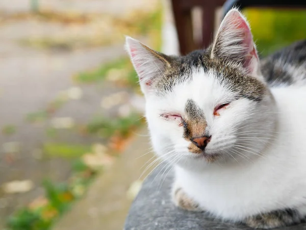 Occhi da gatto malati. gatto colorazione in bianco e nero. il gatto ha gli occhi doloranti. Abbandonati e malati. gatto per strada . — Foto Stock