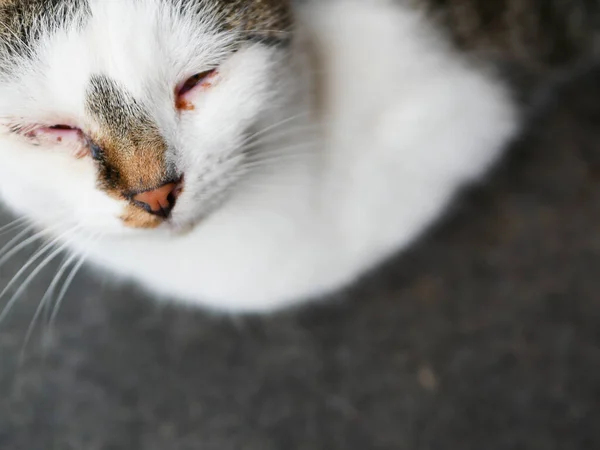 O pisică bolnavă abandonată. cu ochii tulburi. Pisică abandonată. Pisica abandonată care plânge cu conjuctivită — Fotografie, imagine de stoc