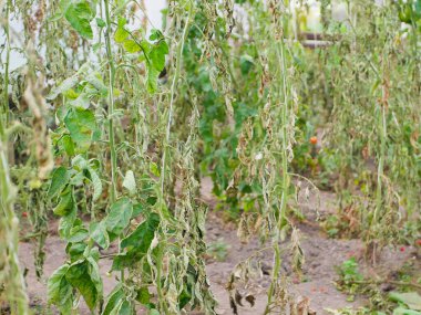 Kuru bir çalılıkta çürüyen domatesler. Kayıp tarım mahsulü. Domates enfeksiyonu. Domates kıtlığı. Tarım ekimi terk edilmiş ve güneşten çürümüş.. 