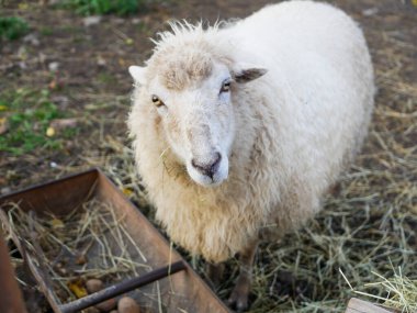 Koyun kameraya bakıyor. Koyun tarlada kameraya bakıyor..