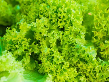 Yeşil salata yakın plan. lahana salatası. Taze yeşil salata..