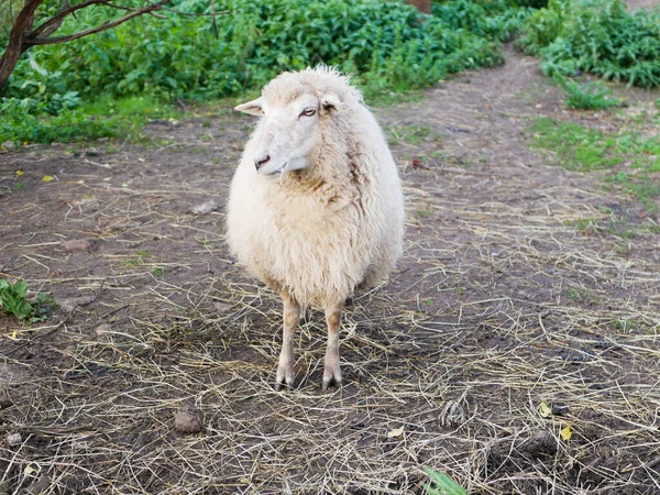 Not a sheared sheep. Sheep breeding. Livestock. White sheep — Stock Photo, Image