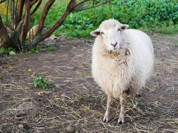 Not a sheared sheep. Sheep breeding. Livestock. White sheep — Stock Photo, Image