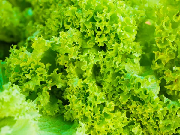 Yeşil salata yakın plan. lahana salatası. Taze yeşil salata..
