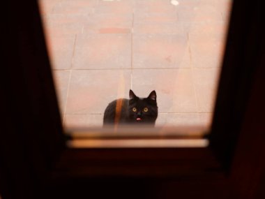 Kapının dışındaki sokakta kedi var. Kedi eve soruyor. Kedi kapının yanında oturuyordu. Sokakta.