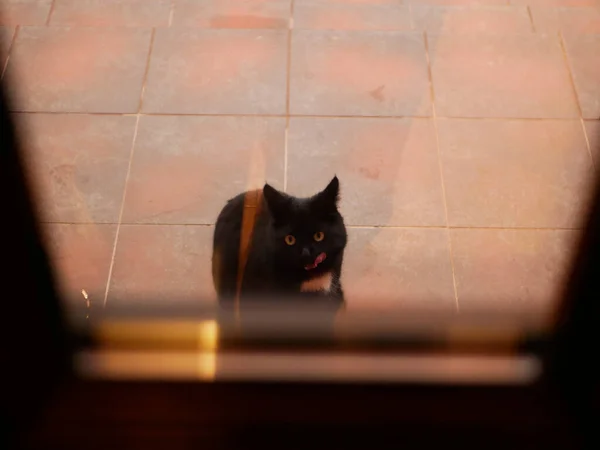 Cat on the street outside the door. The cat asks home. The cat is sitting near the door. On the street — Stock Photo, Image